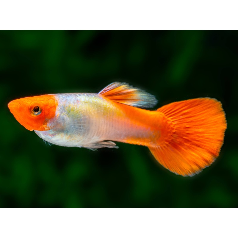 Red Cap Kohaku Guppy (Pair)