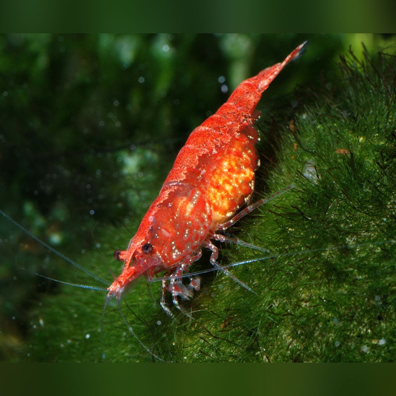 Red Cherry Shrimp (colony of 5)