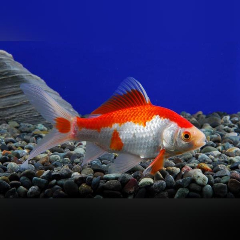 Red Comet Goldfish (Group of 12)