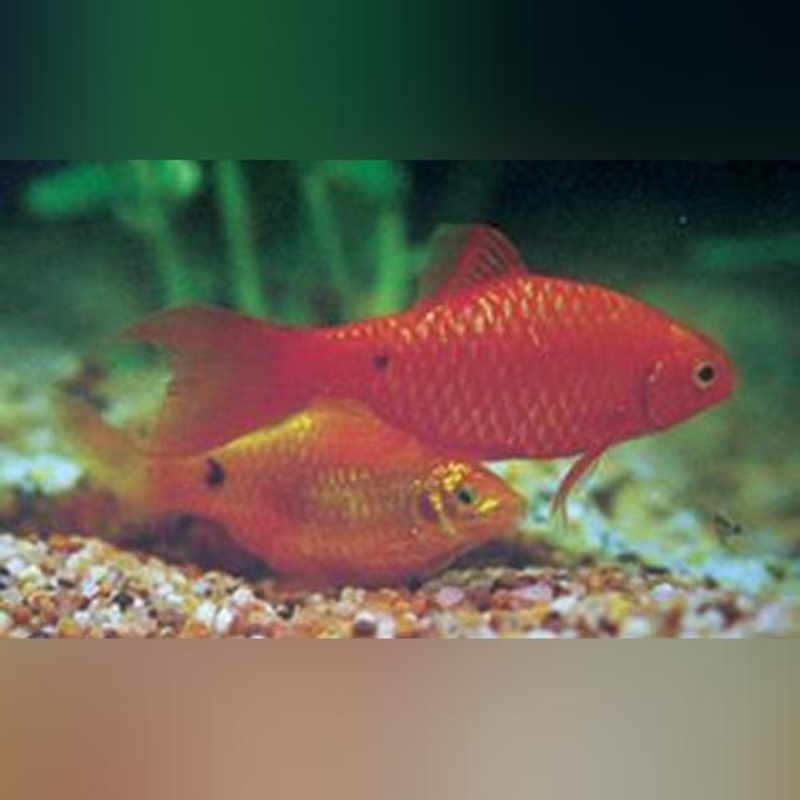 Rosy Barb (school of 6)