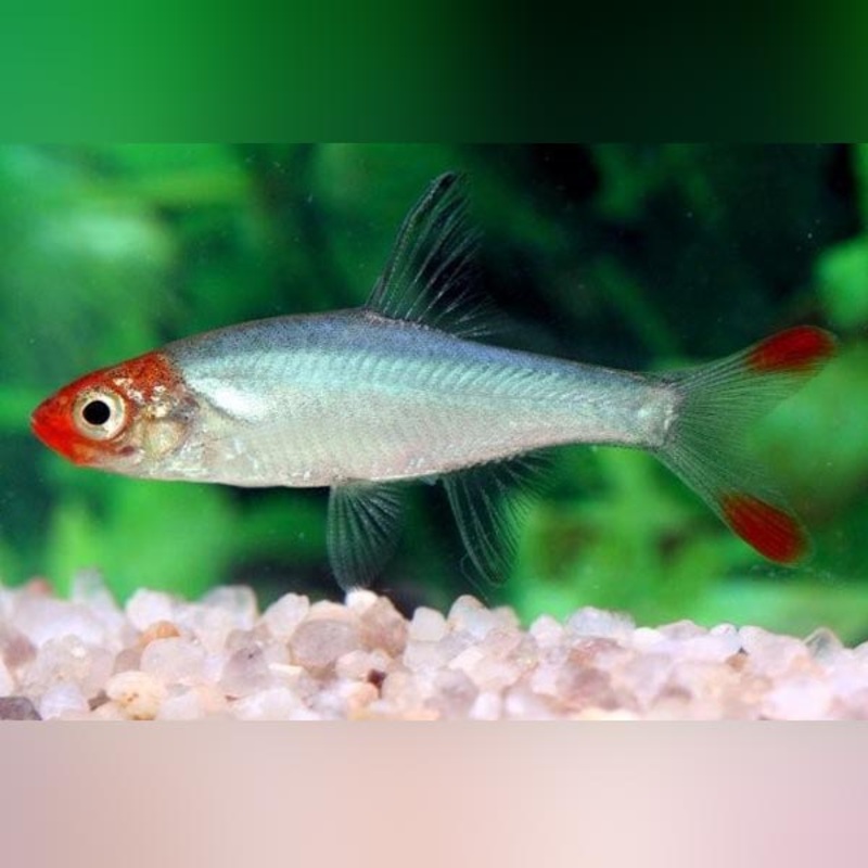 Rummynose Rasbora (school of 6)