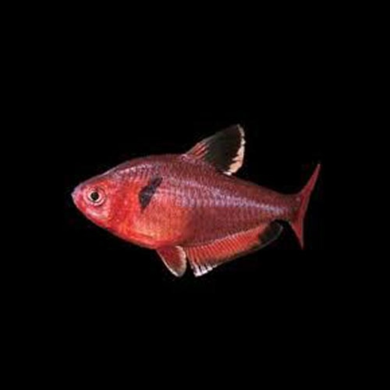 Serpae Tetra (school of 6)