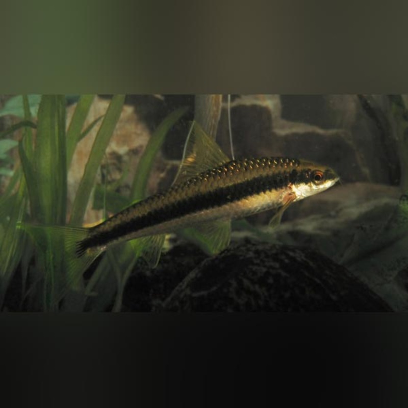 Siamese Algae Eater (group of 4)