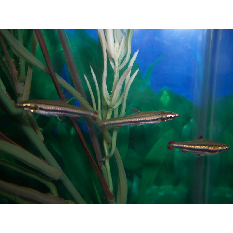 Three Lined Pencilfish (school of 5)