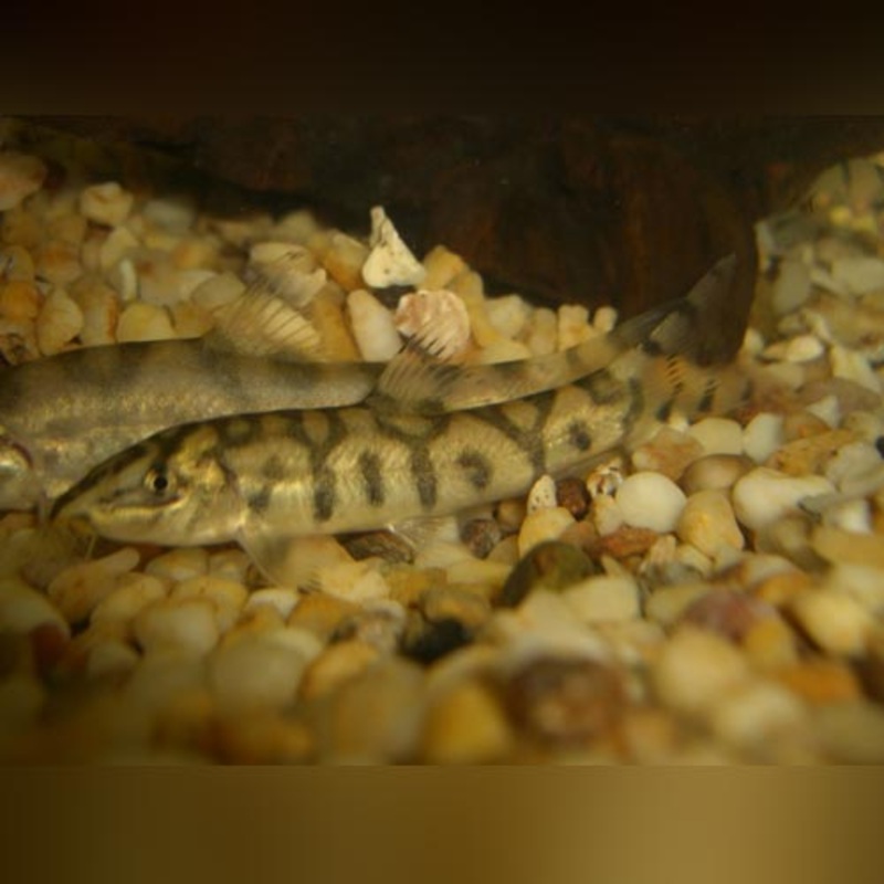 Yo Yo Loach (group of 3)