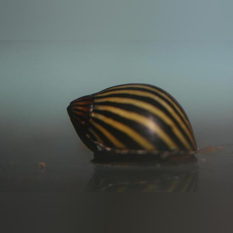 Zebra Nerite Snail (cleaning crew of 6)