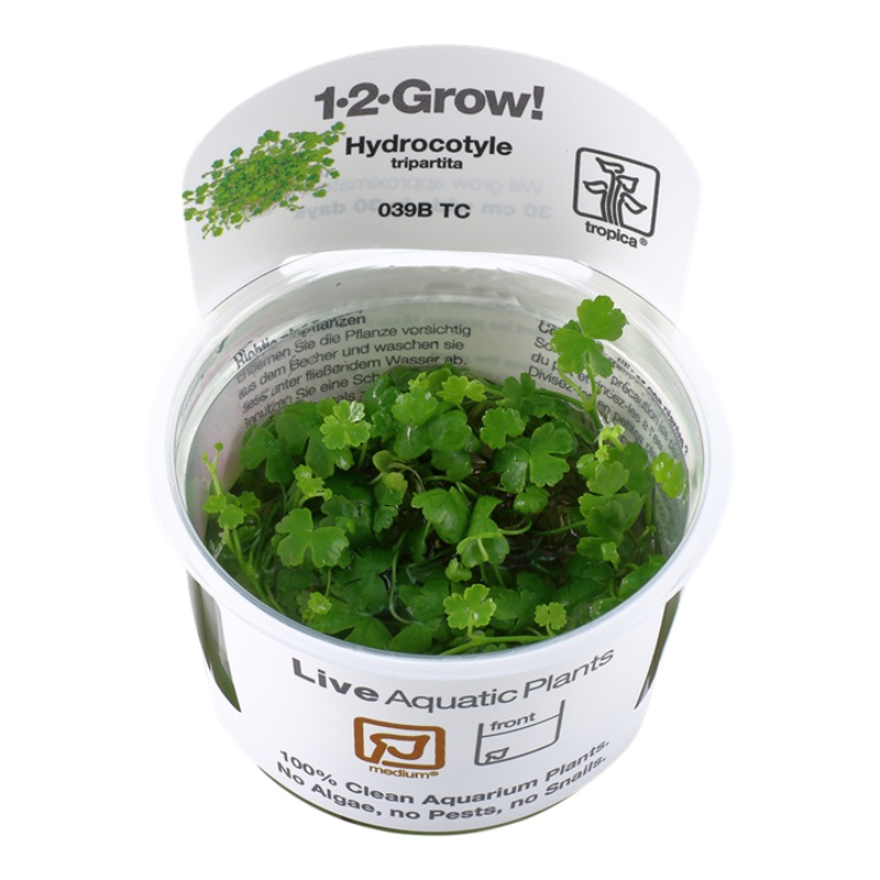 Hydrocotyle tripartita (Medium, Foreground) 1-2-Grow! (NEW)