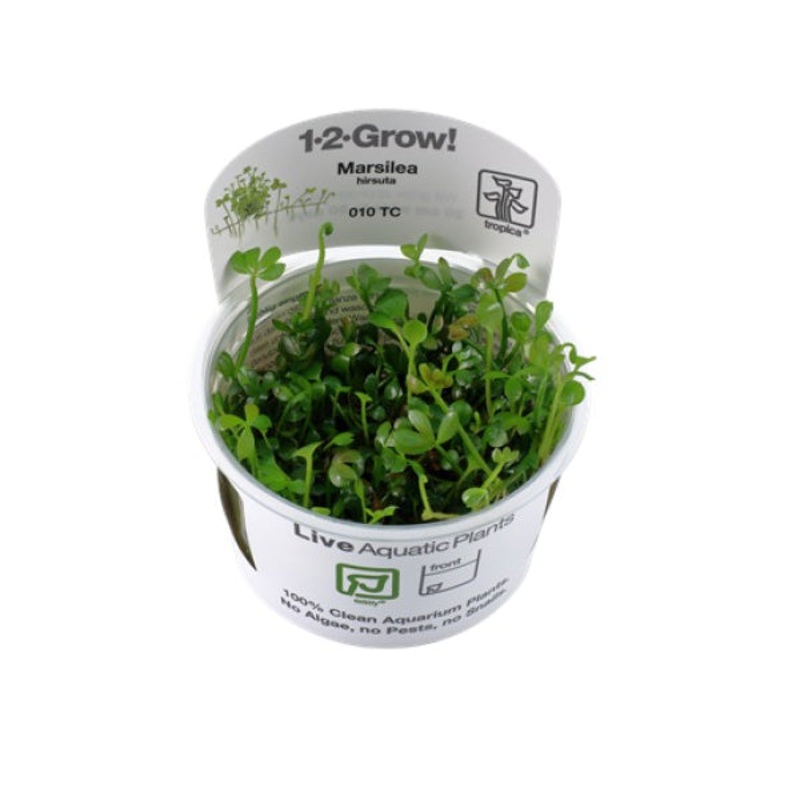Marsilea hirsuta (Easy, Foreground (Carpeting)) 1-2-Grow!