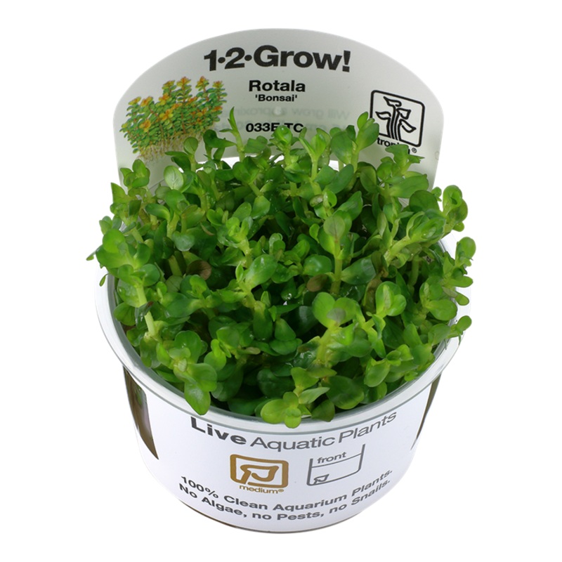Rotala indica 'Bonsai' (Medium, Middleground) 1-2-Grow! (NEW)