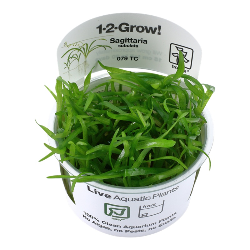 Sagittaria subulata (Easy, Middleground) 1-2-Grow!