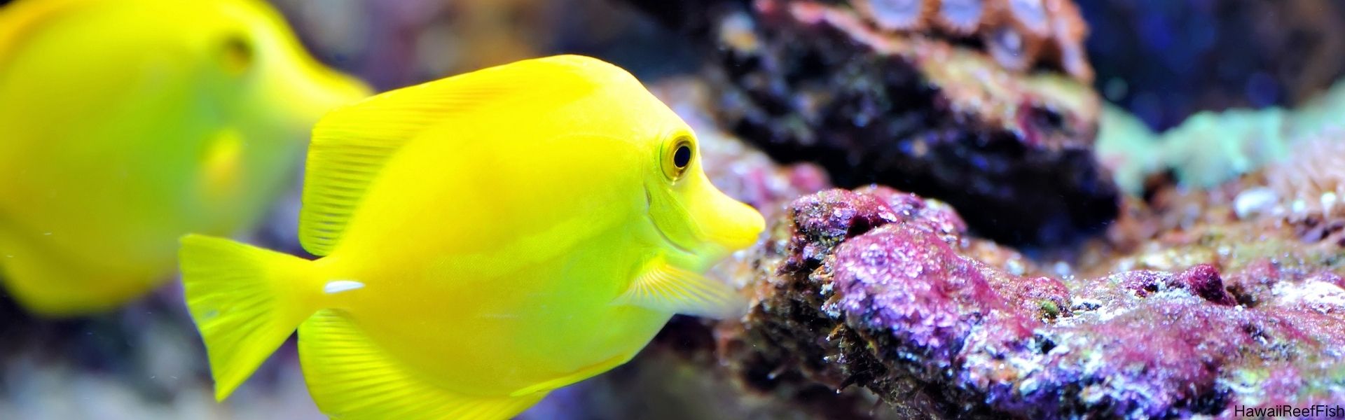 Hawaii Reef Fish